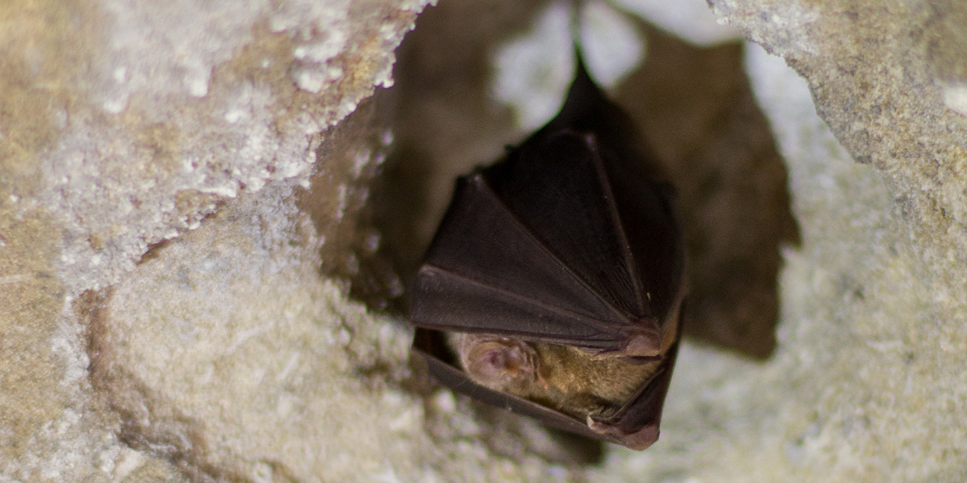 La nuit secrète des chauves-souris